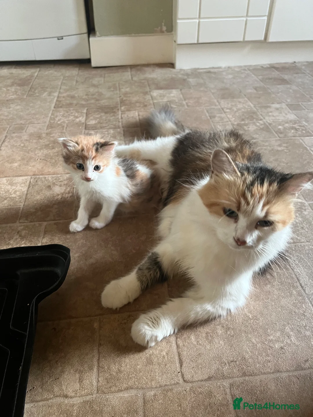 Mixed Breed cats for sale: Kittens  - Advert 1