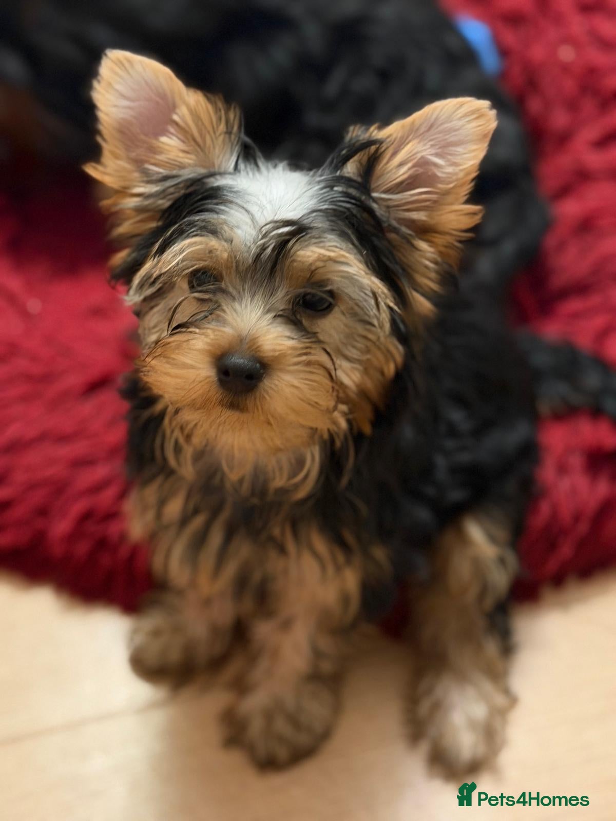 Yorkshire Terrier dogs DWKC Yorkshire Terrier Boys ,Show KC Winner Dad - Advert 9
