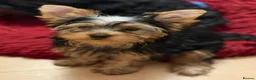 Yorkshire Terrier dogs for sale: DWKC Yorkshire Terrier Boys ,Show KC Winner Dad - Advert 3