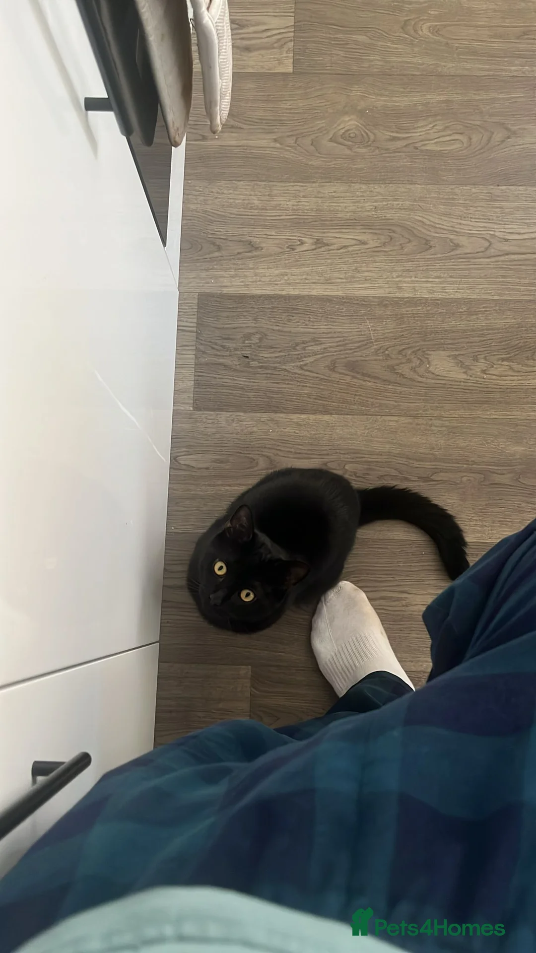 Mixed Breed cats for sale: Bruce  in Loughborough - Advert 1