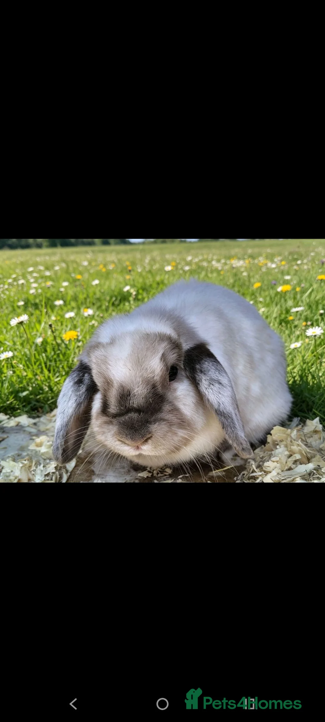 Mini Lop rabbits for sale: Beautiful bunnies - Advert 5
