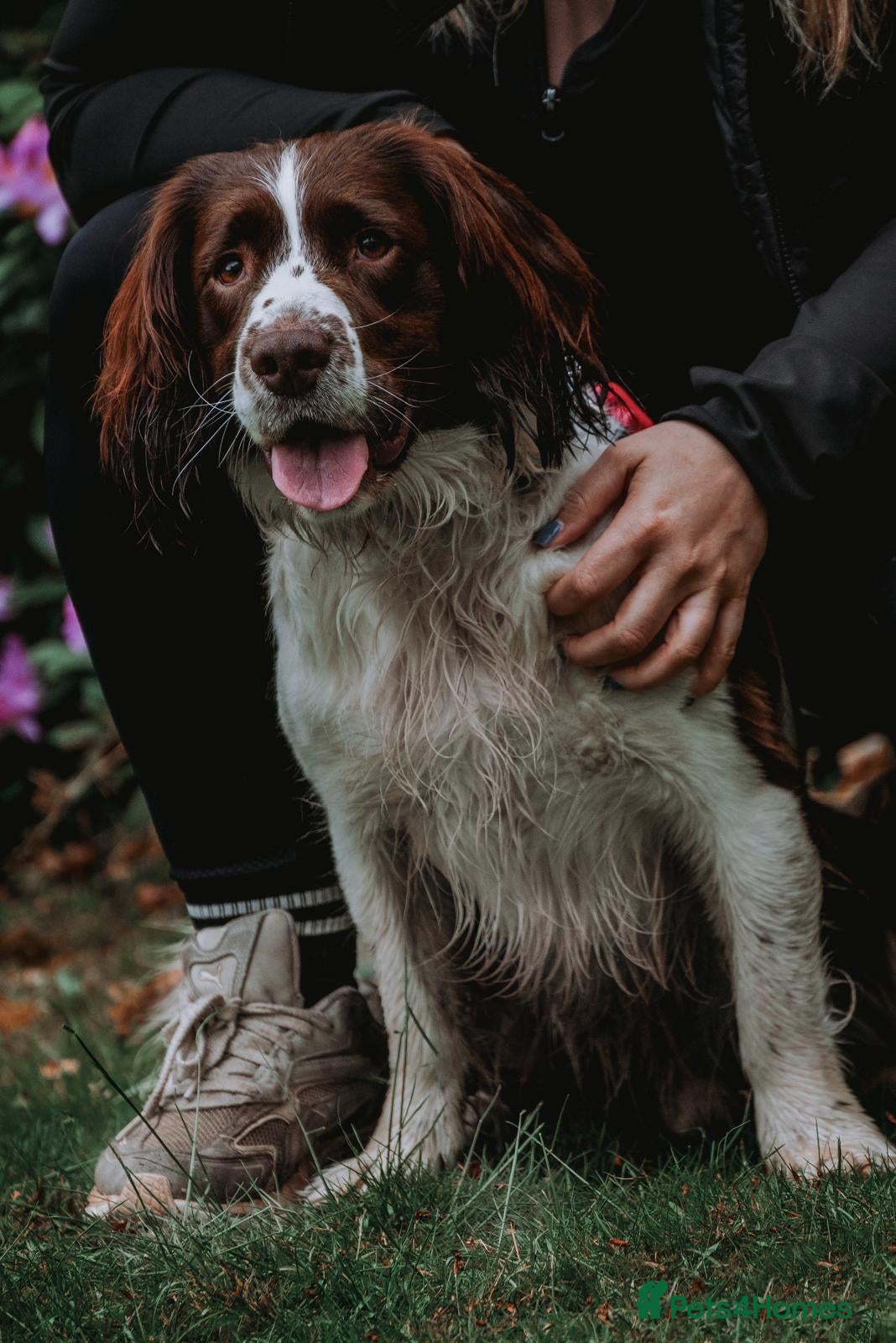 English Springer Spaniel dogs English Springer Spaniel  - Advert 1