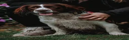 English Springer Spaniel dogs for stud: English Springer Spaniel  in Doncaster - Advert 1