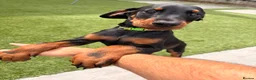Dobermann dogs for sale: READY TO COLLET NOW | RKC DOBERMAN | CHAMPION LINE - Advert 38