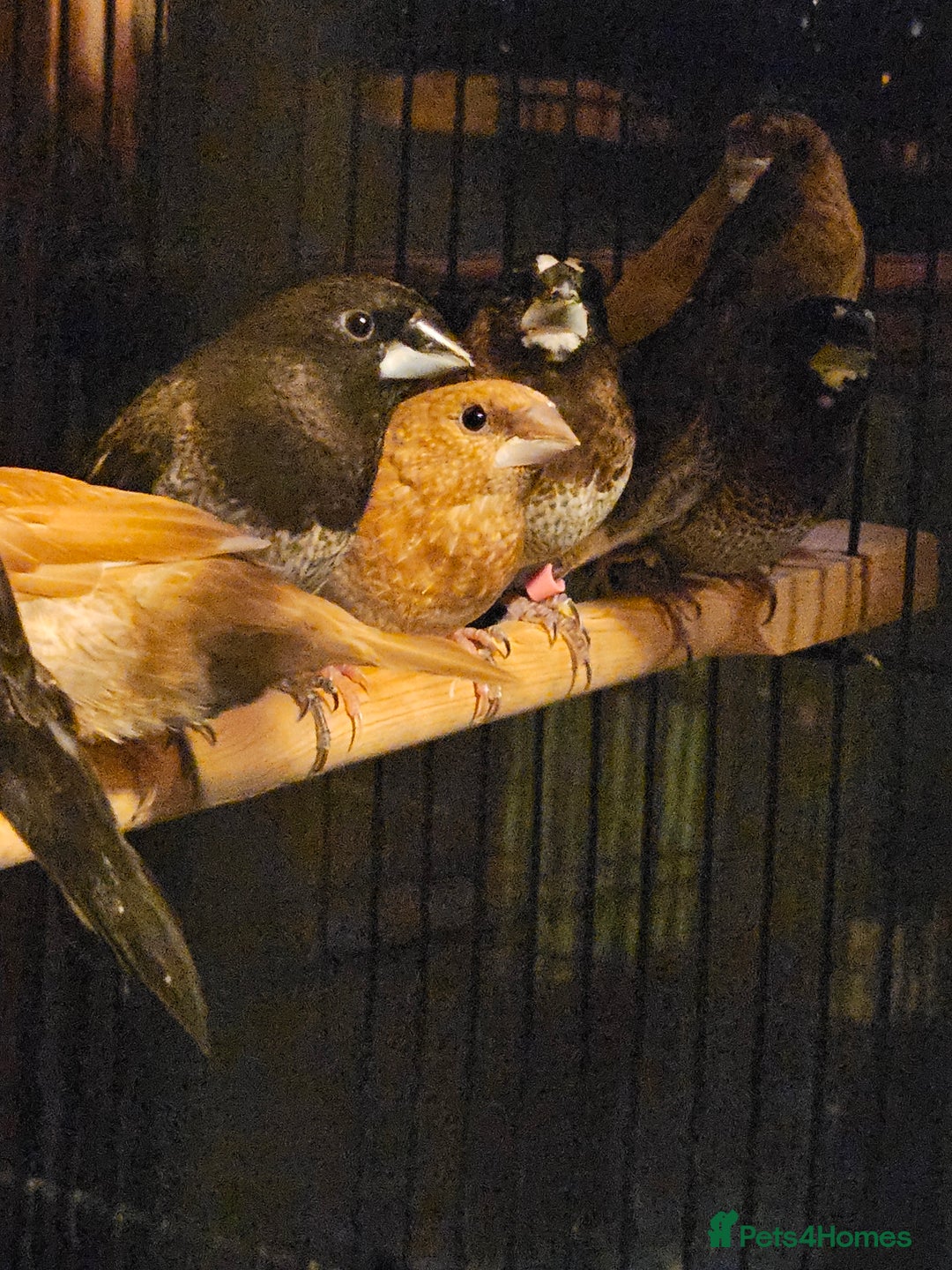 Finches birds for sale: Goldfinches, Bengalese finches & Zebra Finches - Advert 1