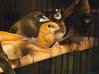 Finches birds Goldfinches, Bengalese finches & Zebra Finches - Advert 2