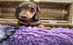 Dachshund dogs for sale: Minature Dachshund puppy,s - Image 12