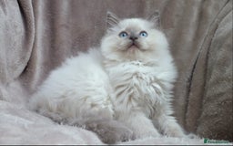 Ragdoll cats for sale: GCCF PET/ACTIVE KITTENS CHAMPION IMP BLOODLINES - Image 13