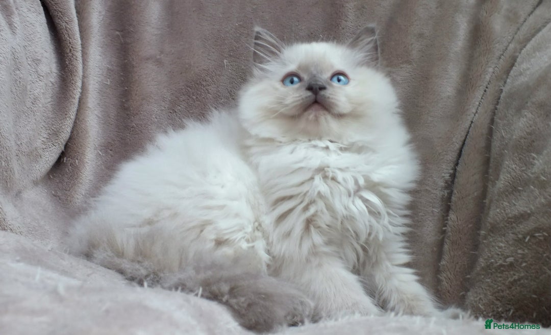 Ragdoll cats for sale: GCCF PET/ACTIVE KITTENS CHAMPION IMP BLOODLINES - Image 13