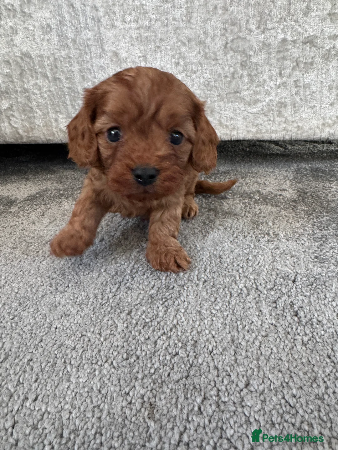 Cavapoo dogs for sale: Superb quality Cavapoo Puppies  - Advert 34