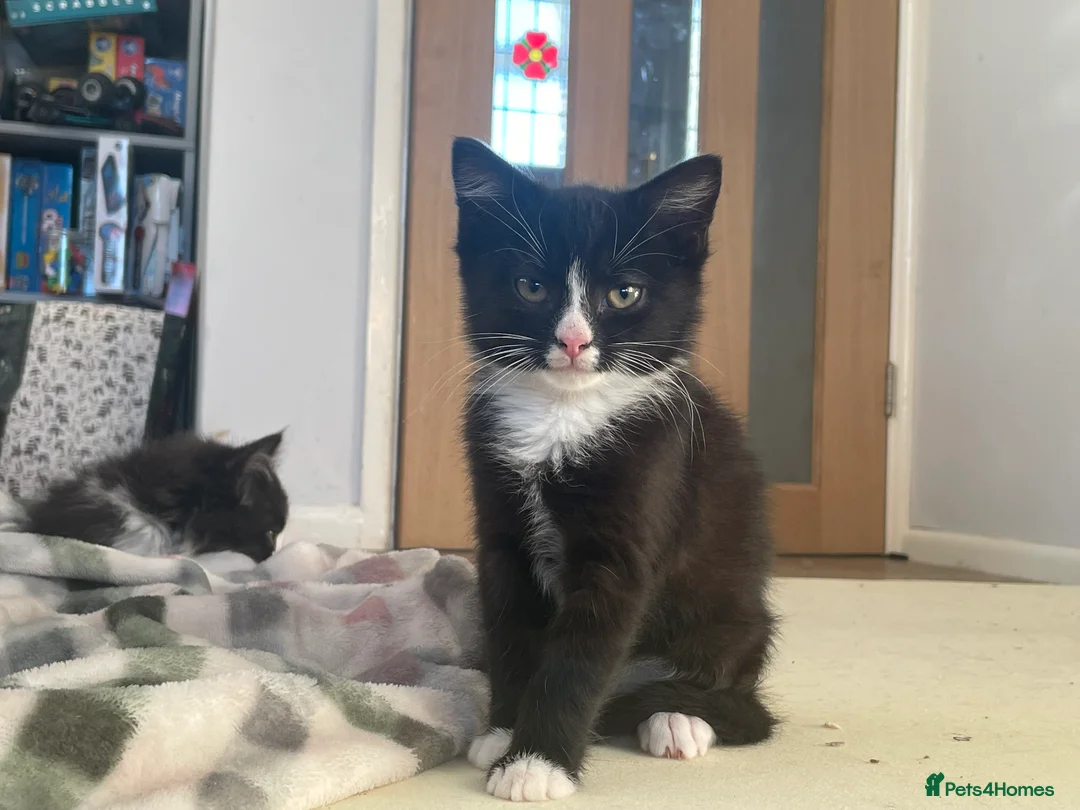 Mixed Breed cats for sale: Mixed breed kittens for sale  - Advert 4