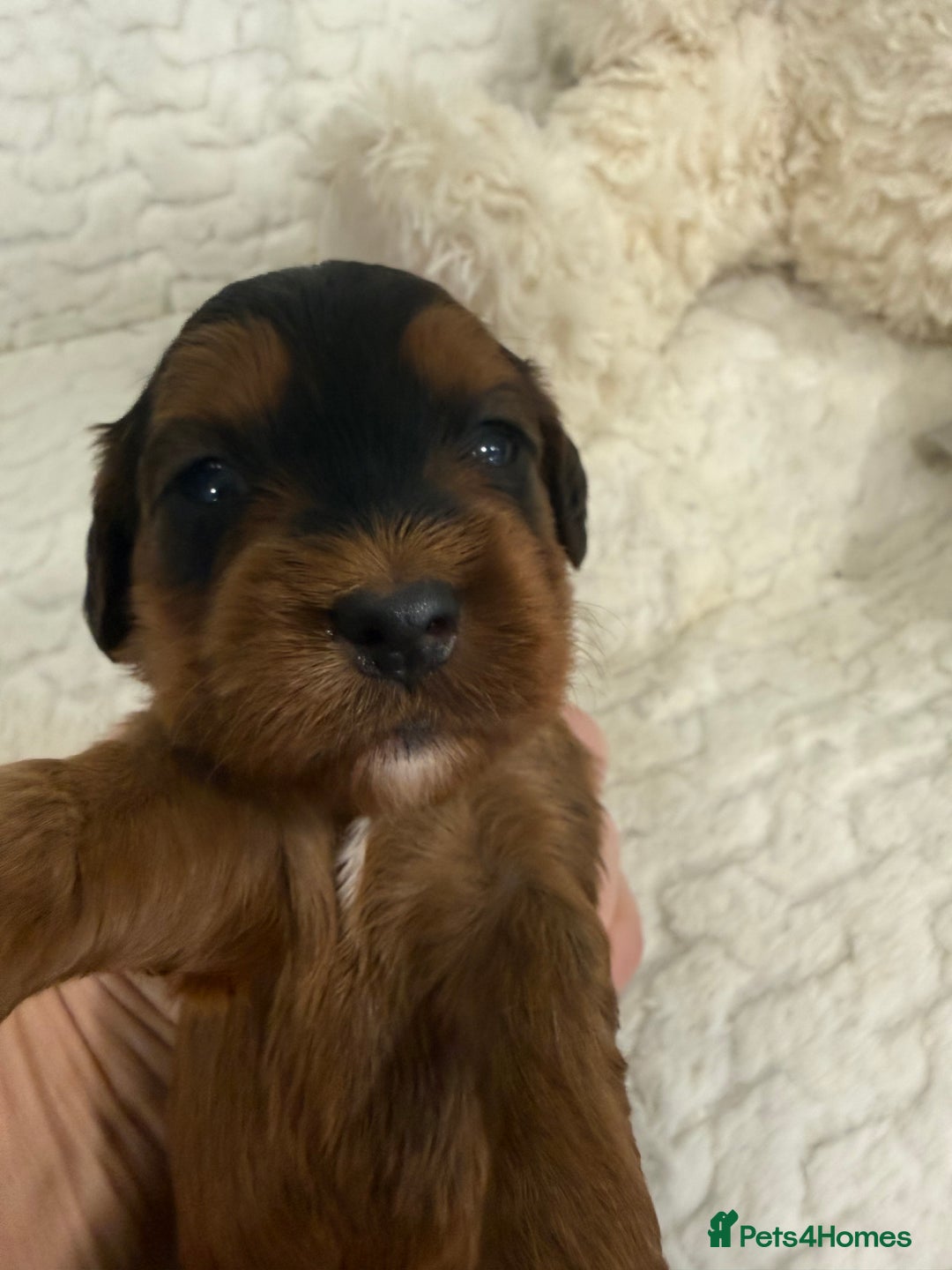 Cockapoo dogs for sale: 11 red sable, f1 cockapoo. KC & DNA clear parents - Advert 8