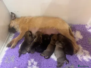 Border Terrier dogs KC Border Terrier puppies - Advert 4