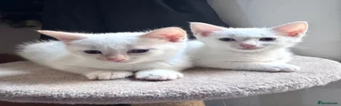 Ragdoll 1