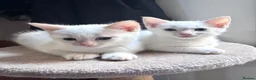 Ragdoll cats for sale: Ragdoll x Snow Bengal kittens 🐾 in Bude - Advert 10