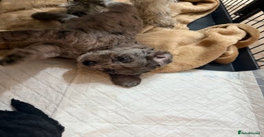 Cockapoo dogs - Advert 3