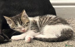 British Longhair cats for sale: Boy kitten for sale - Image 1