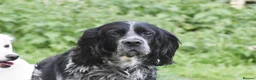 English Setter dogs for adoption: Kataleya in New Romney - Advert 2