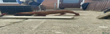 Bavarian Mountai Hound 1