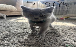 British Shorthair cats for sale: 5 beautiful boys  - Image 4
