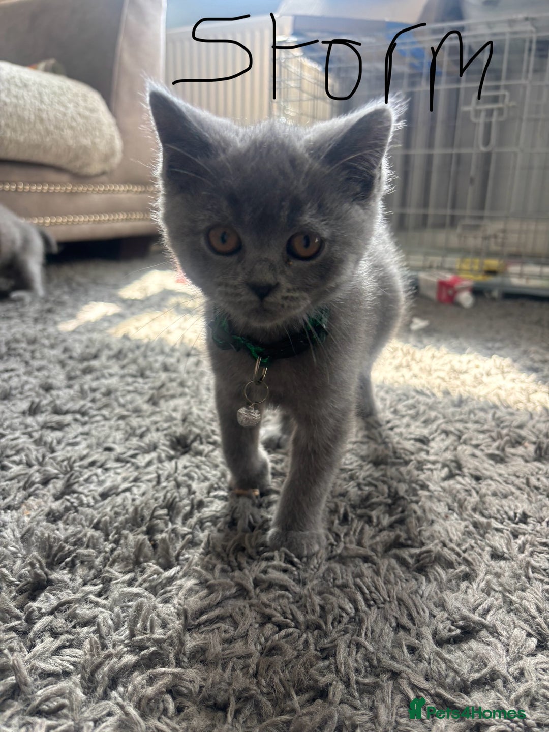 British Shorthair cats for sale: 5 beautiful boys  - Image 4