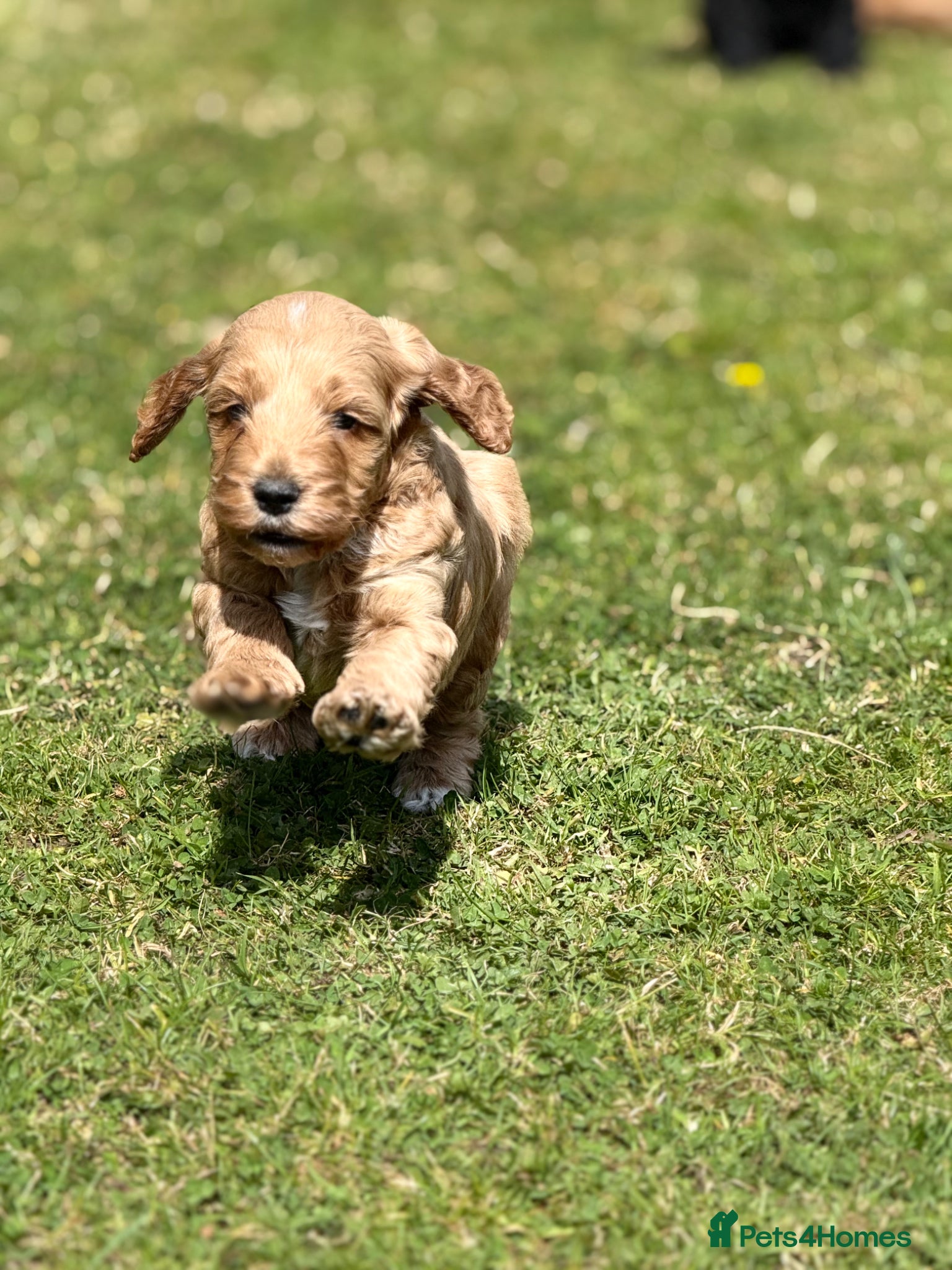 Cockapoo dogs F1 show line cockapoo puppies - Advert 7