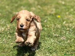 Cockapoo dogs F1 show line cockapoo puppies - Advert 7