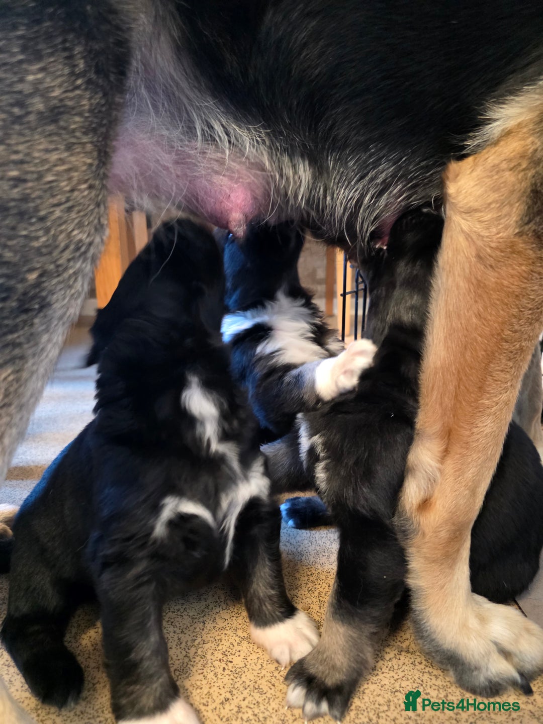 German Shepherd dogs for sale: 🐾 3 beautiful female german shepherd puppies 🐾 - Advert 5