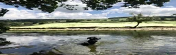 Cockapoo dogs for sale: Beautiful 6-year old female Cockapoo - Advert 3