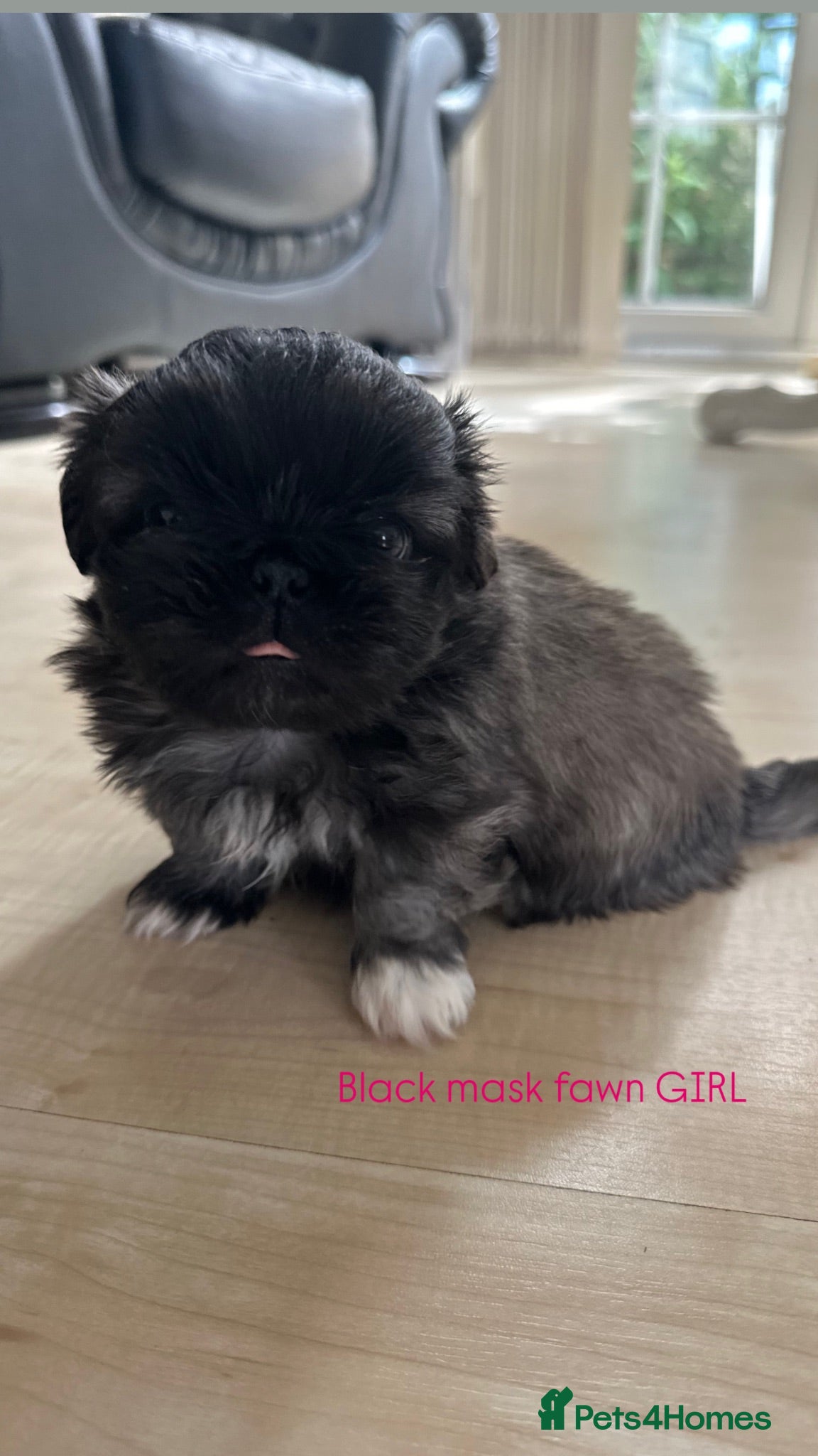 Pekingese dogs Beautiful pure pedigree Pekingese GIRL  - Advert 6