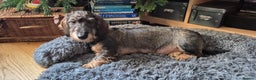 Dachshund dogs for sale: Wirehaired Dachshund puppies - Advert 3