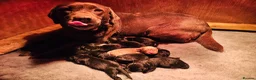 Labrador Retriever dogs for sale: Labrador puppies  - Advert 1