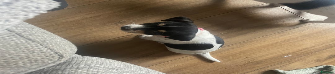 Jack Russell Puppy 4
