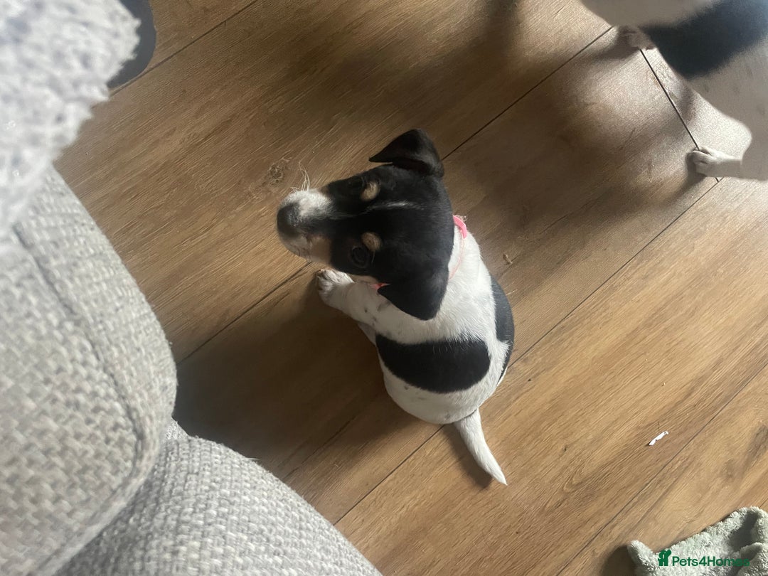 Jack Russell dogs for sale: Jack russell puppies - Image 23
