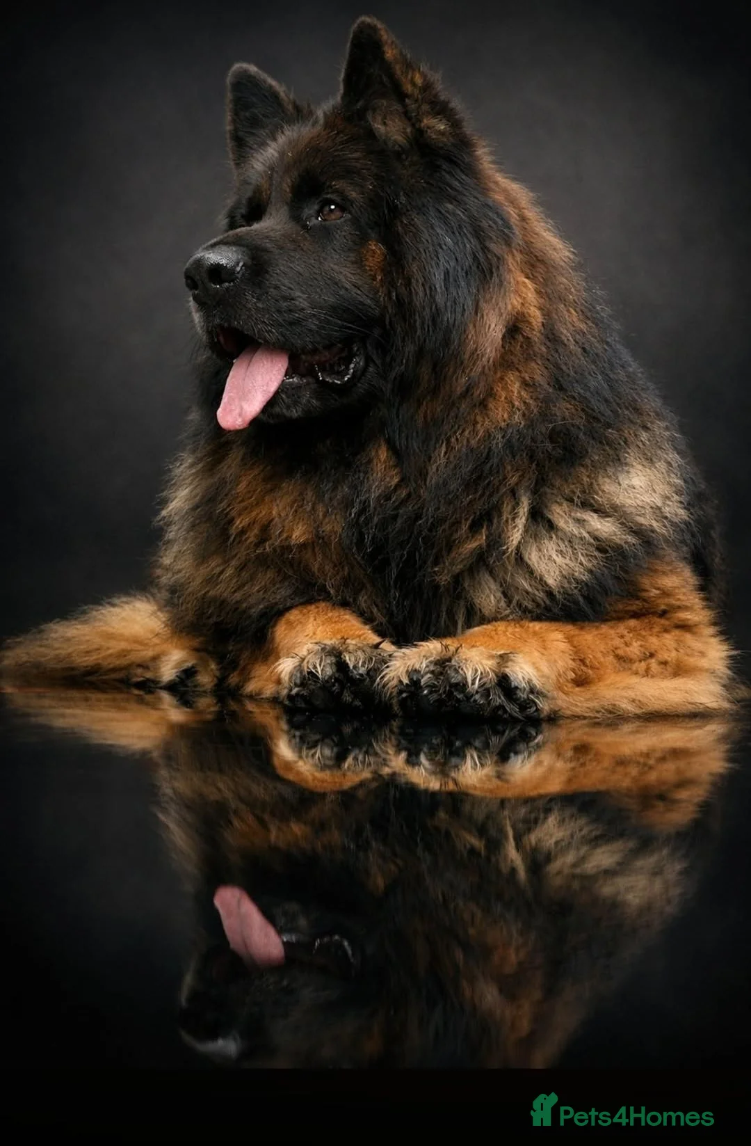 German Shepherd dogs for sale: German shepherd  - Advert 1