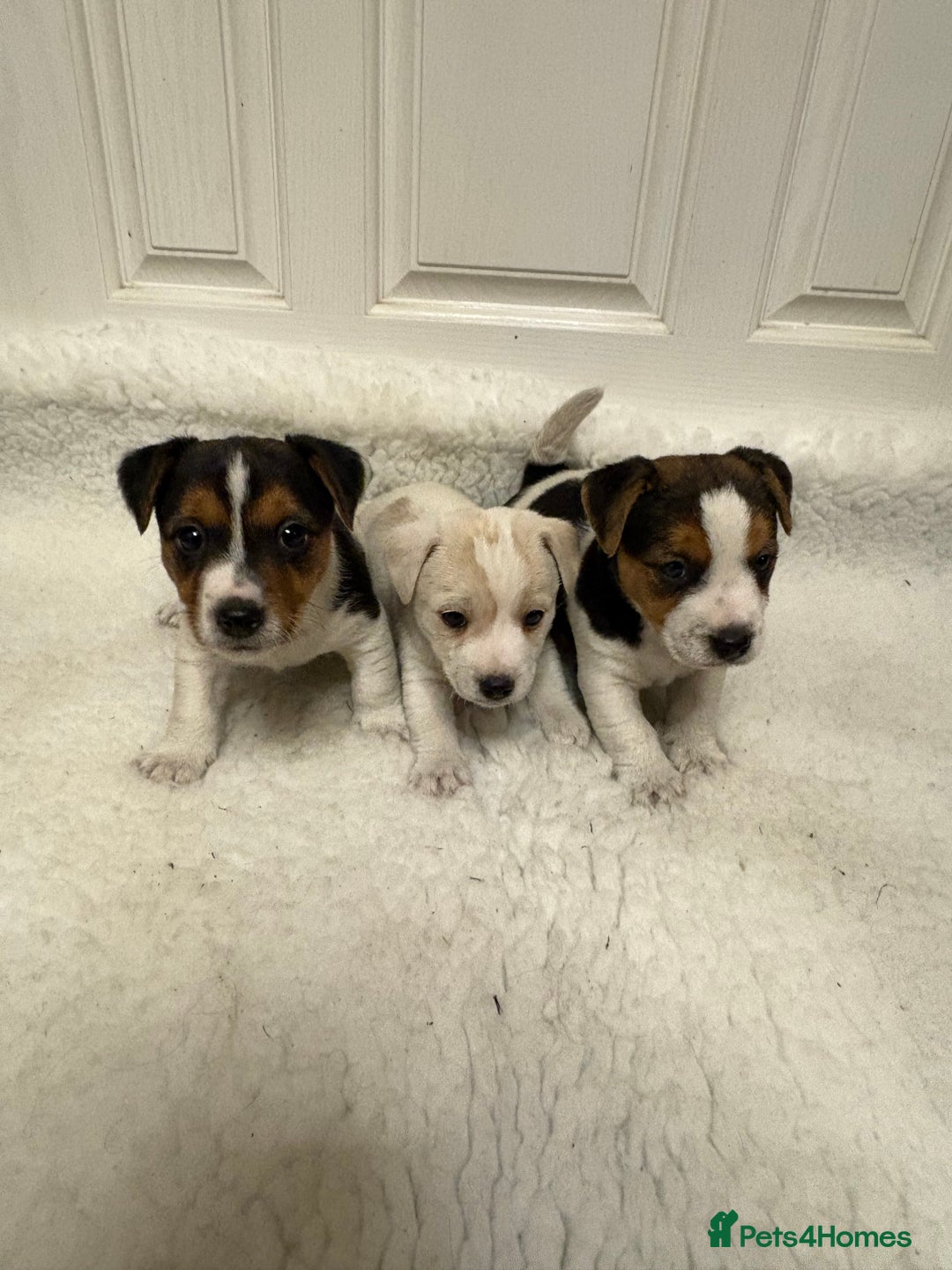 Jack Russell dogs for sale: Beautiful Jack Russell puppies - Advert 4