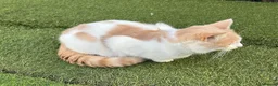 Mixed Breed cats for sale: Adorable kittens in need of a new home ☺️🥰 - Advert 5