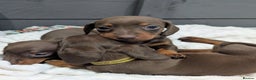 Miniature Dachshund dogs for sale: Beautiful Miniature Dachshund *one little girl* - Advert 6