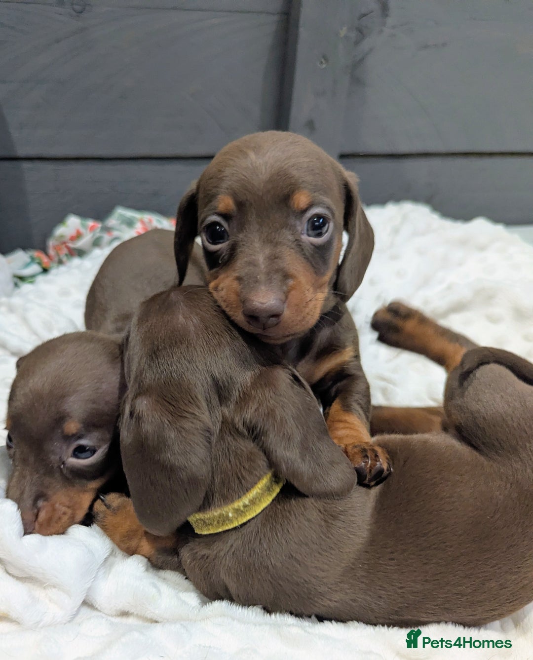 Miniature Dachshund dogs for sale: Beautiful Miniature Dachshund *one little girl* - Advert 6