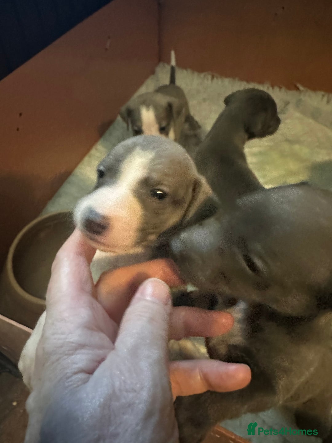 Mixed Breed dogs for sale: Whippet x Italian Greyhound Pups - Advert 21