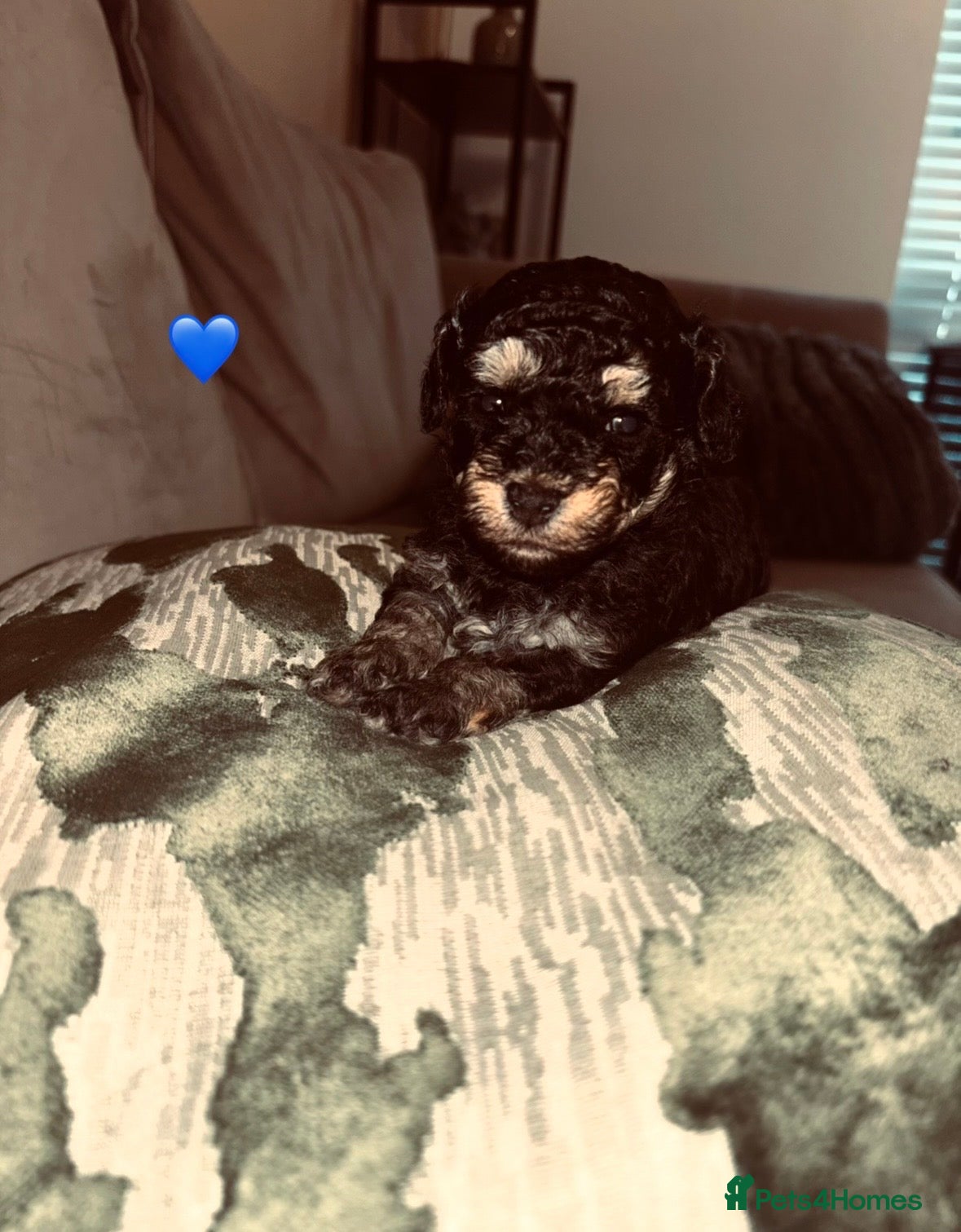 Cavapoo dogs Tiny f1bb Toy Cavapoos 🖤 - Advert 1