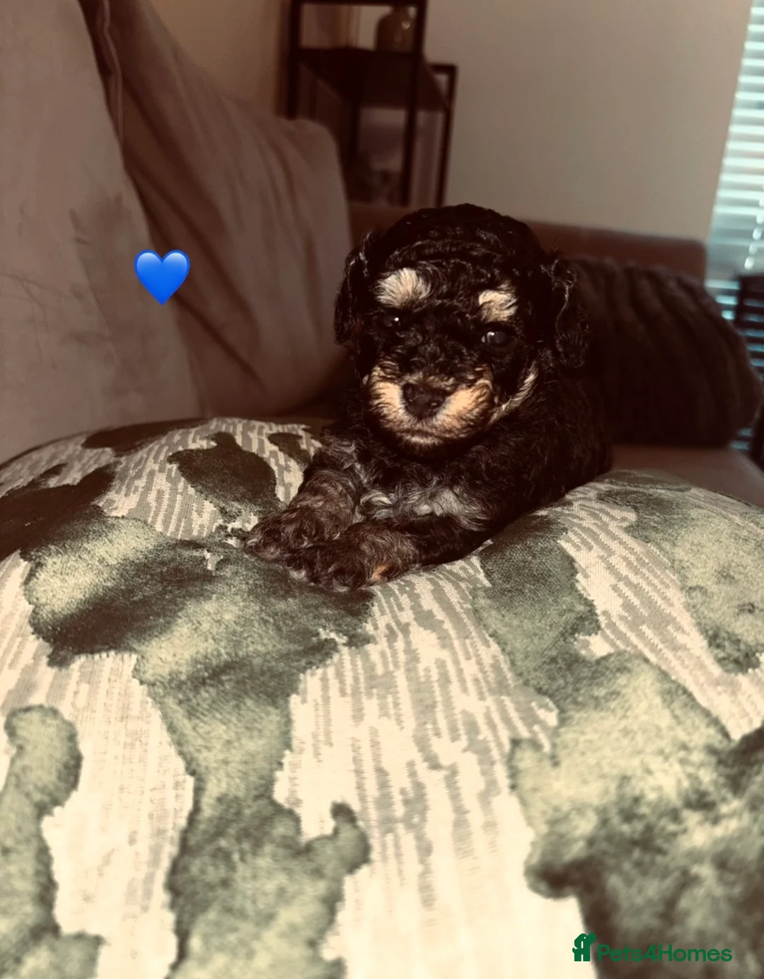 Cavapoo dogs for sale: Tiny f1bb Toy Cavapoos 🖤 - Advert 1