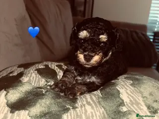 Cavapoo dogs Tiny f1bb Toy Cavapoos 🖤 - Advert 1