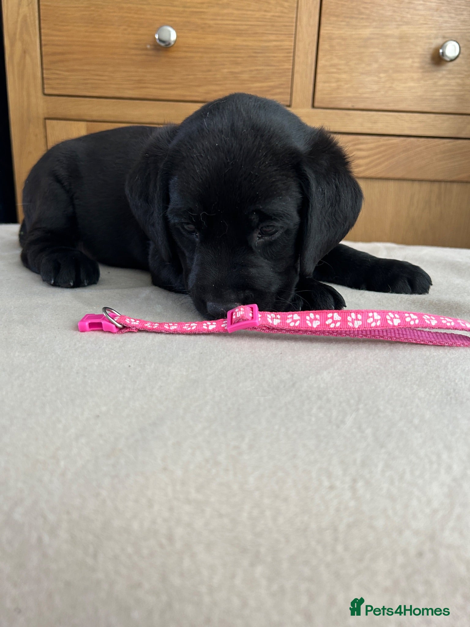Labrador Retriever dogs KC registered pedigree black Labradors  - Advert 1