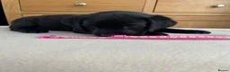 Labrador Retriever dogs for sale: KC registered pedigree black Labradors  - Advert 1