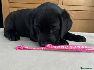 Labrador Retriever dogs KC registered pedigree black Labradors - Advert 1