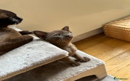 Burmese cats for sale: Happy Healthy GCCF Burmese Kittens in London - Image 2