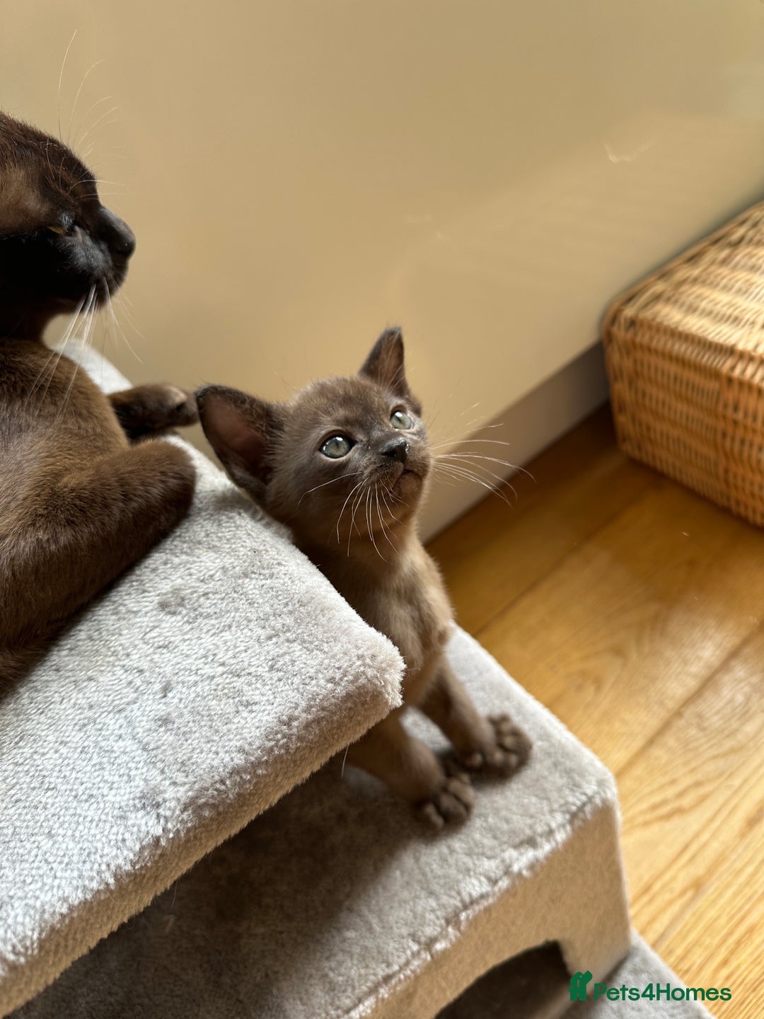 Burmese cats for sale: Happy Healthy GCCF Burmese Kittens in London - Image 2