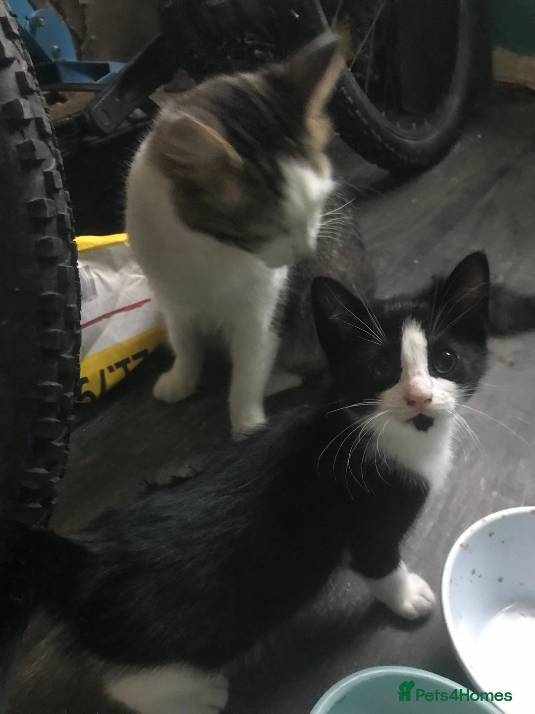 Domestic Shorthair cats for sale: 5 male kittens ready to leave now  - Image 12