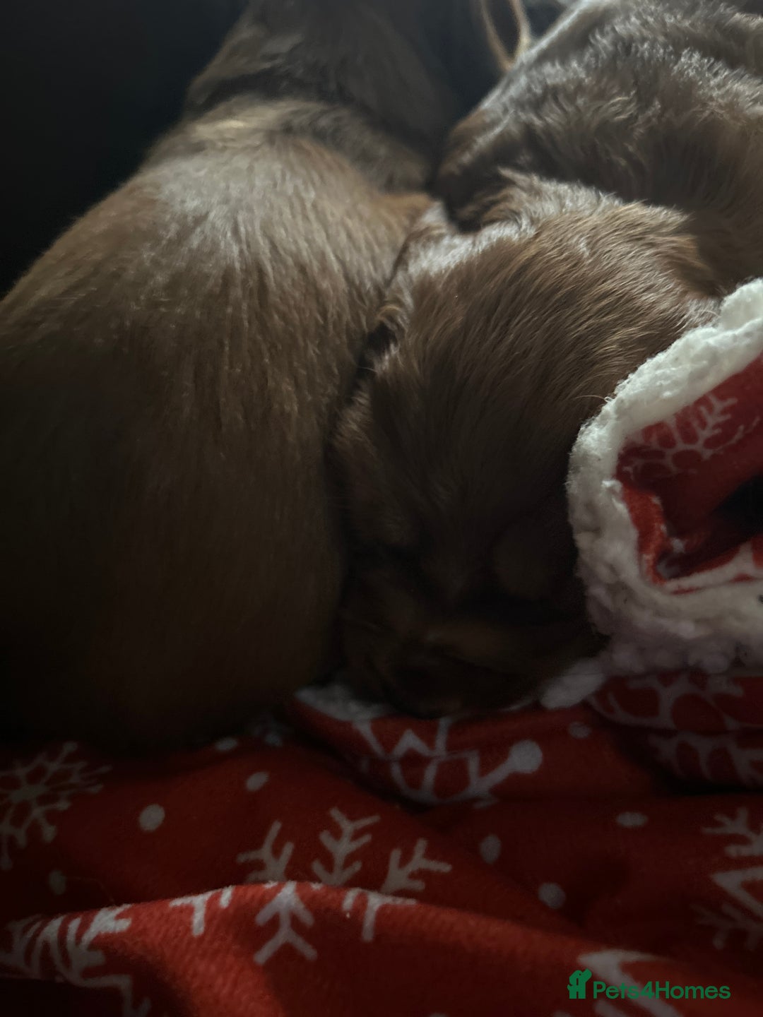 Cocker Spaniel dogs for sale: KC registered Cocker spaniel puppies  - Image 6